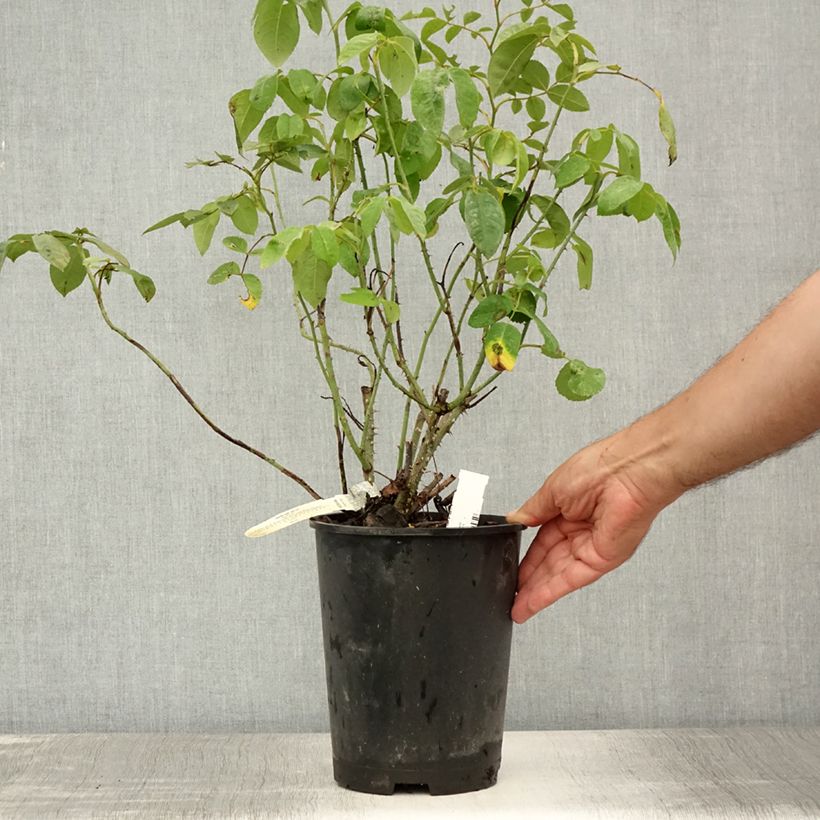 Spécimen de Rosier David Austin Gertrude Jekyll Pot de 4L/5L tel que livré en été