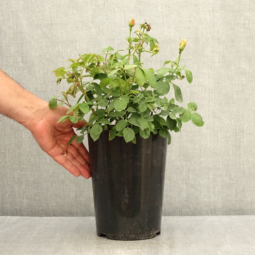 Spécimen de Rosier David Austin Grace  Pot de 4L/5L tel que livré en été