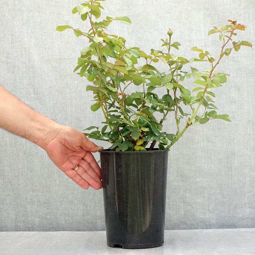 Spécimen de Rosier David Austin James Galway Pot de 4L/5L tel que livré en été