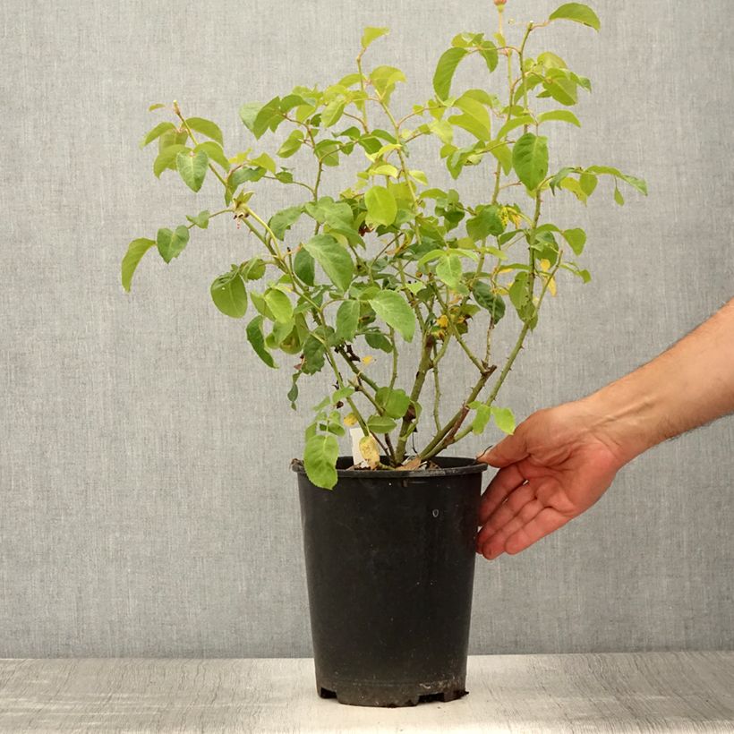 Spécimen de Rosier David Austin James L. Austin  Pot de 3L/4L tel que livré en été