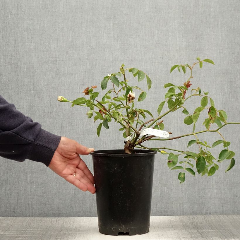 Spécimen de Rosier David Austin Lichfield Angel  Pot de 4L/5L tel que livré en été