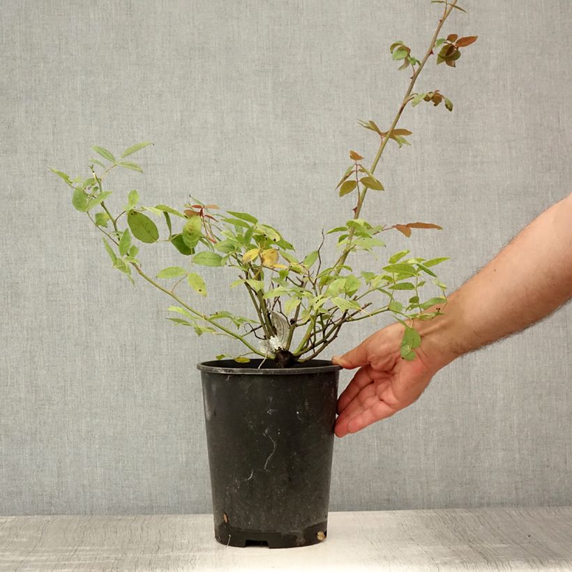 Spécimen de Rosier David Austin Malvern Hills  Pot de 4L/5L tel que livré en été