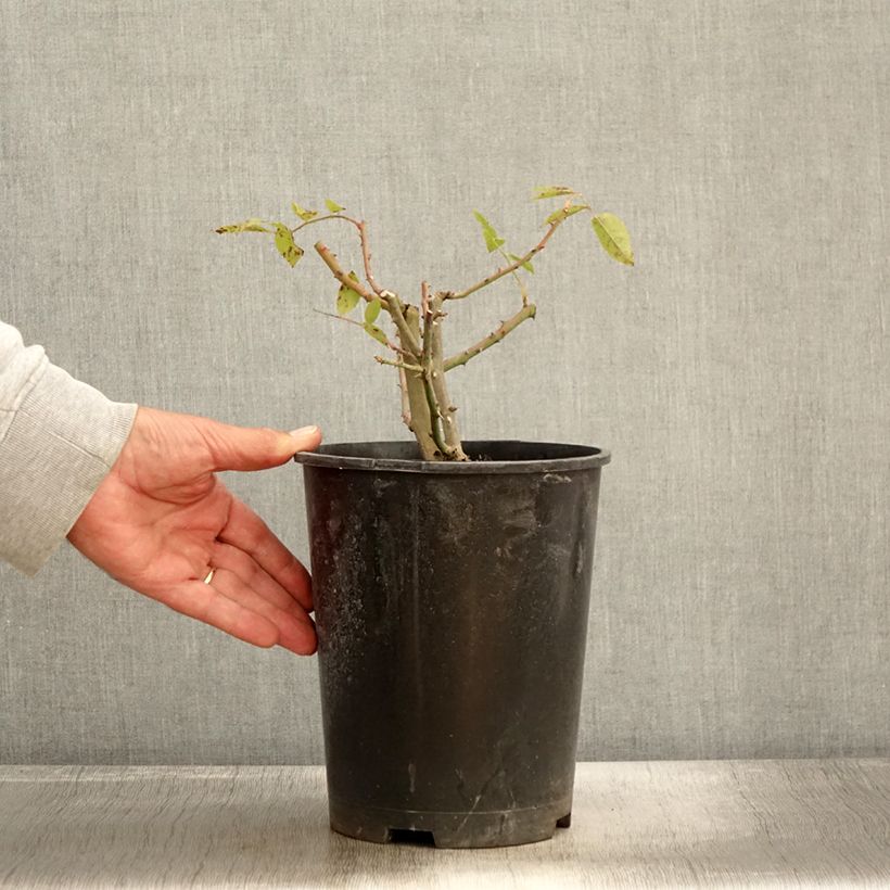 Spécimen de Rosier David Austin Mary Rose Pot de 4L/5L tel que livré en automne