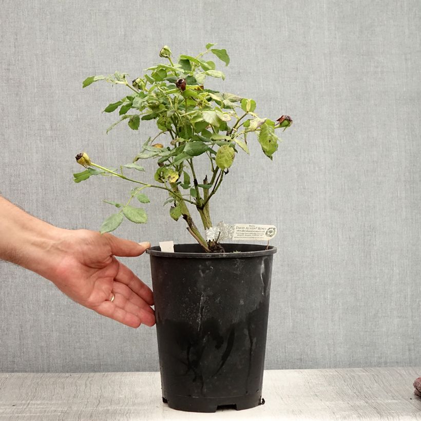 Spécimen de Rosier David Austin Molineux Pot de 4L/5L tel que livré en été
