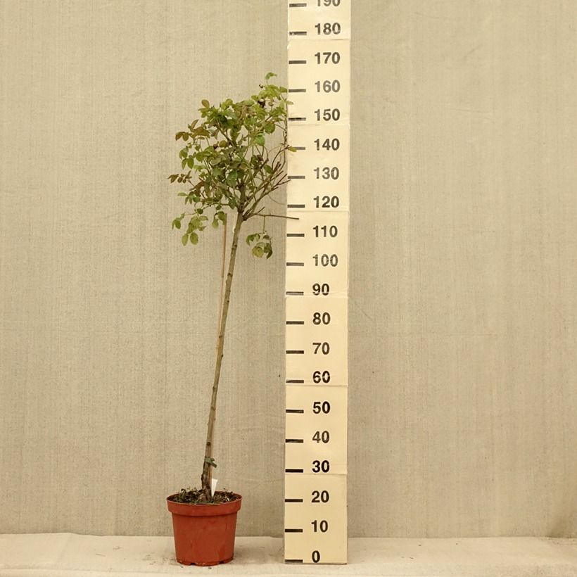 Spécimen de Rosier David Austin Port Sunlight tige - pot de 7.5L tel que livré en été