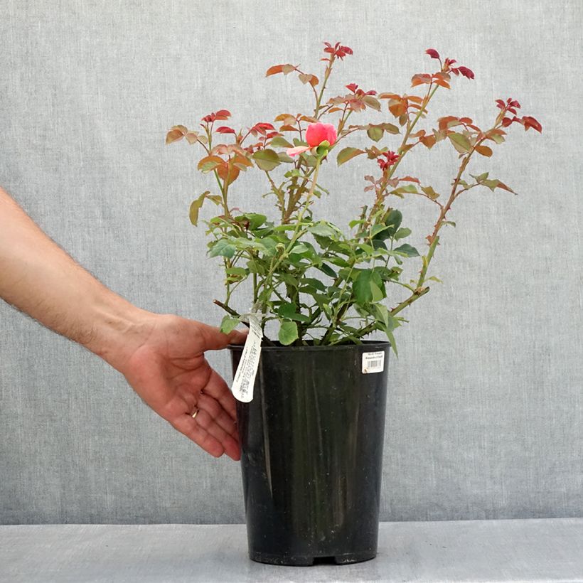 Spécimen de Rosier David Austin Princess Alexandra of Kent  Pot de 4L/5L tel que livré en été