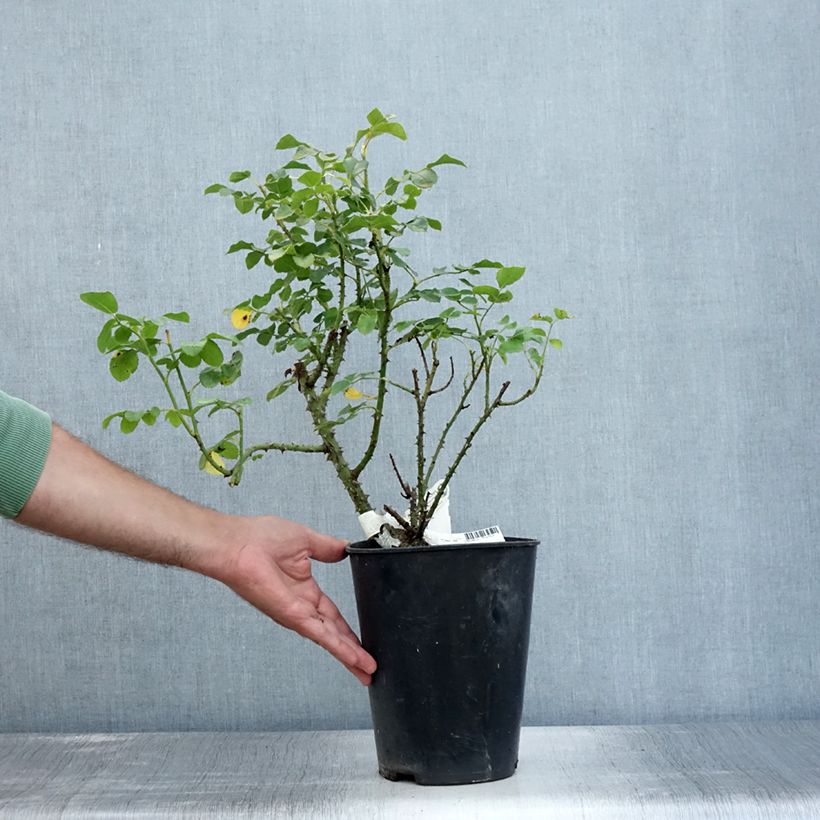 Spécimen de Rosier David Austin Princess Anne Pot de 3L/4L tel que livré en été