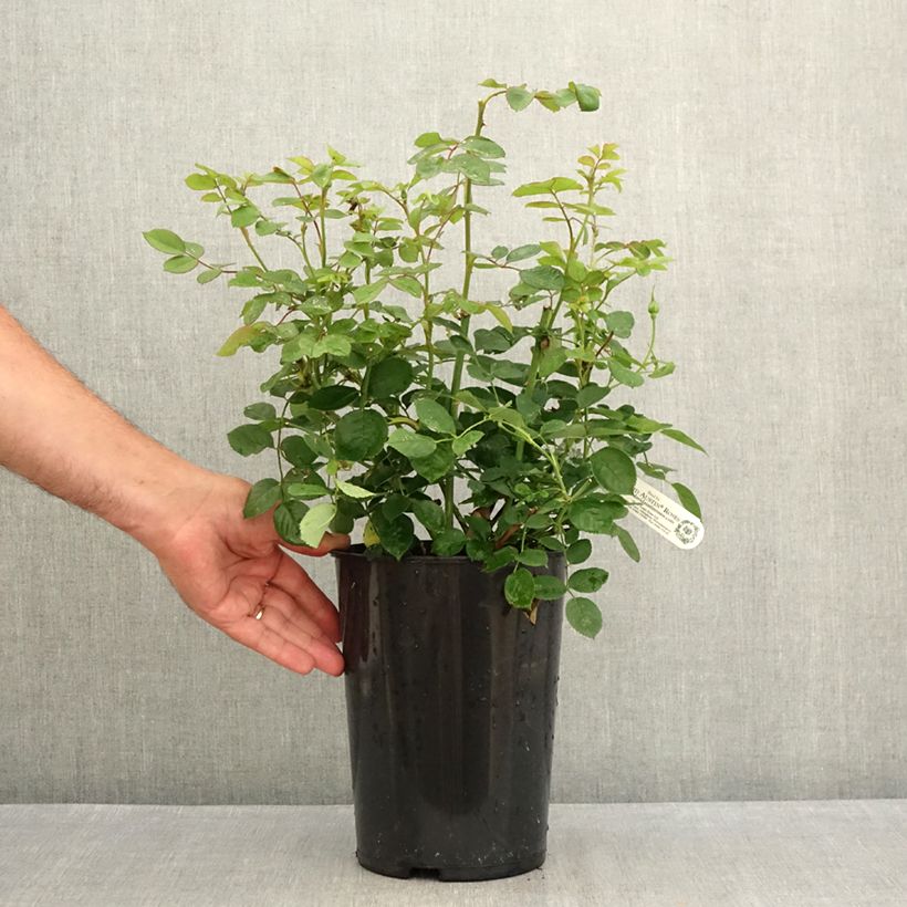 Spécimen de Rosier David Austin Royal Jubilee Pot de 4L/5L tel que livré en été