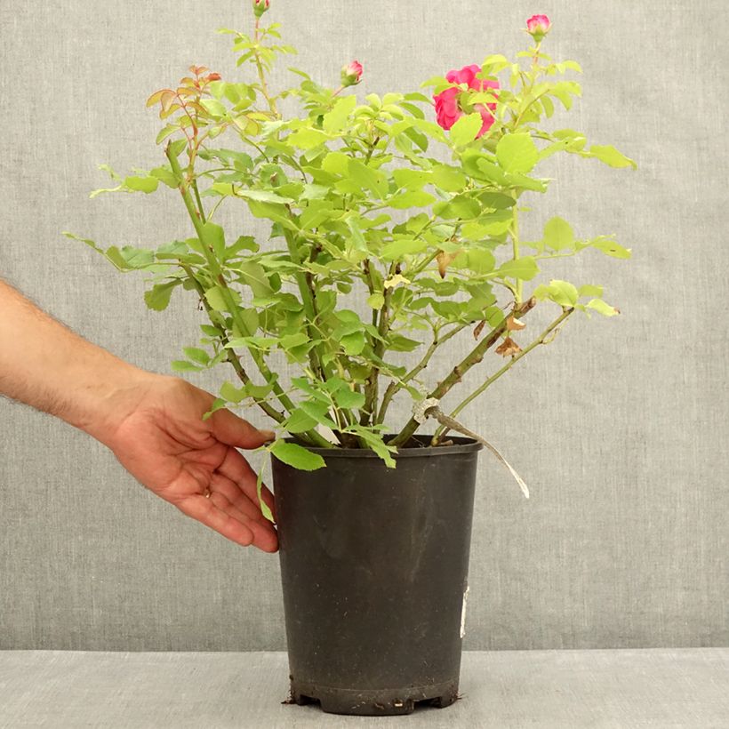 Spécimen de Rosier David Austin Sir John Betjeman  Pot de 4L/5L tel que livré en été