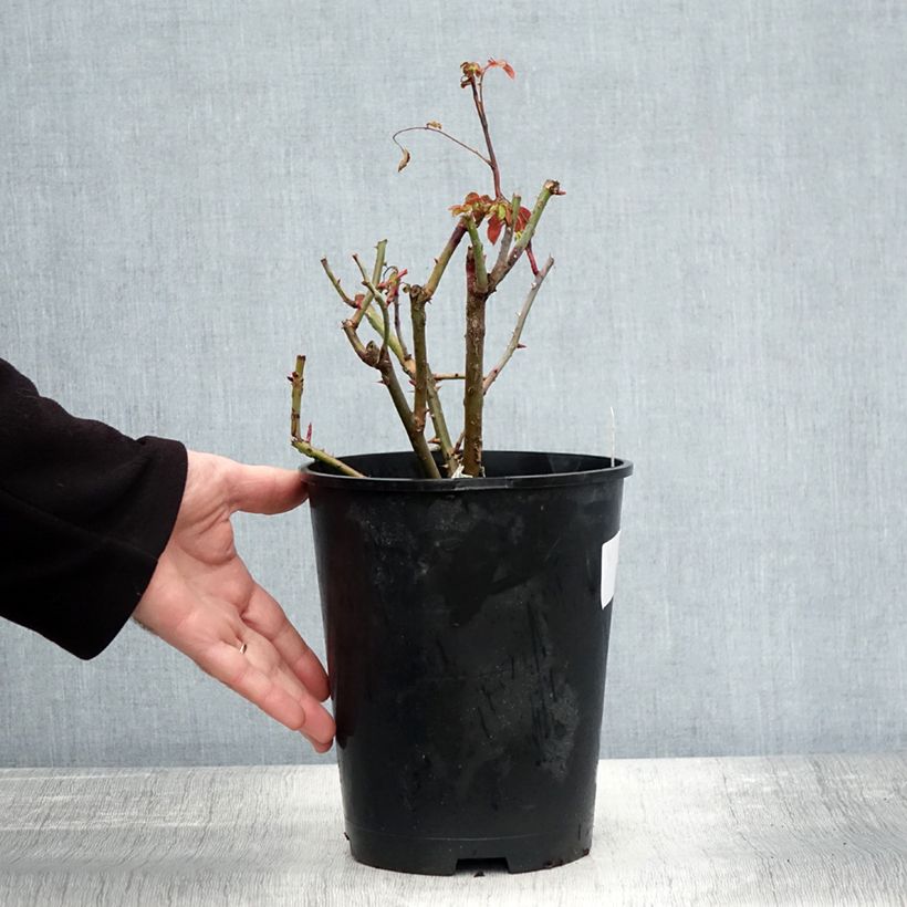 Spécimen de Rosier David Austin Strawberry Hill Pot de 4L/5L tel que livré en automne