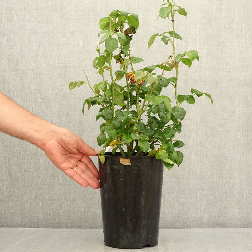 Spécimen de Rosier David Austin Strawberry Hill Pot de 4L/5L tel que livré en été