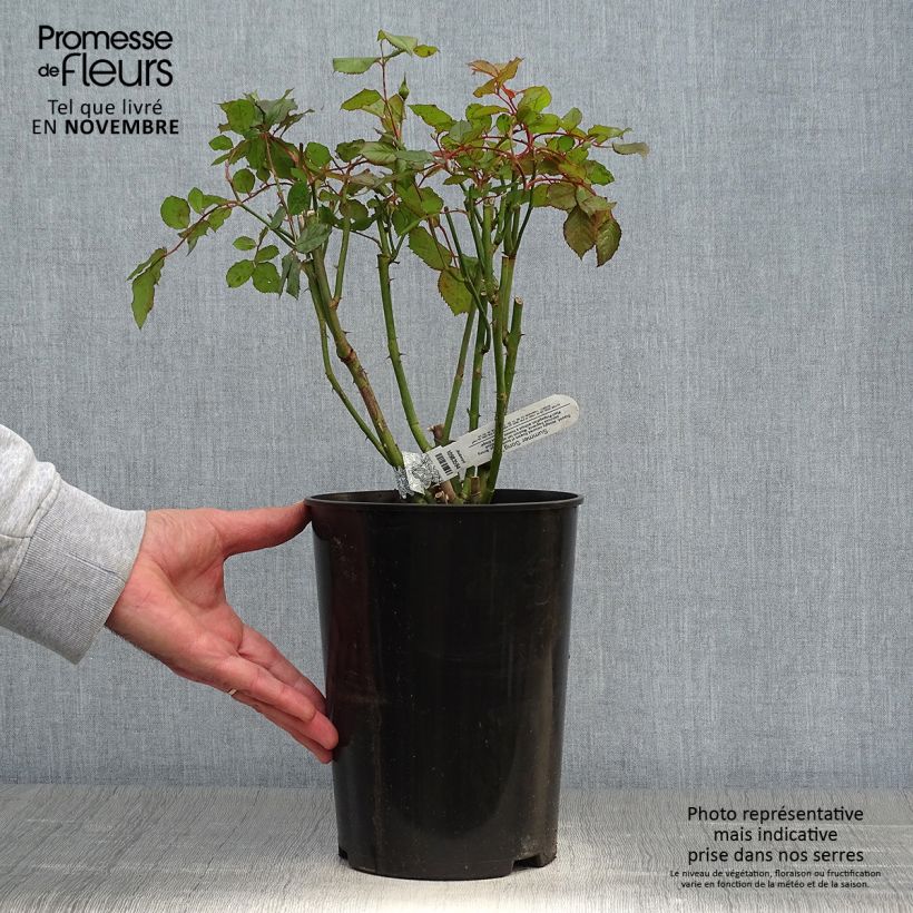 Spécimen de Rosier David Austin Summer Song  Pot de 4L/5L tel que livré en automne