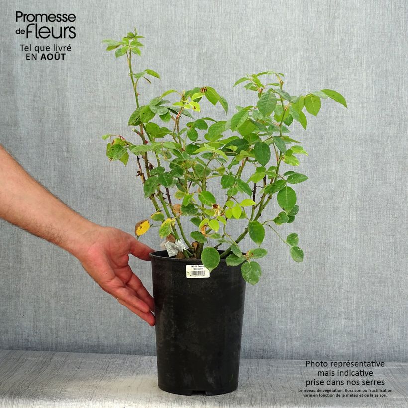 Spécimen de Rosier David Austin Teasing Georgia Pot de 4L/5L tel que livré en été