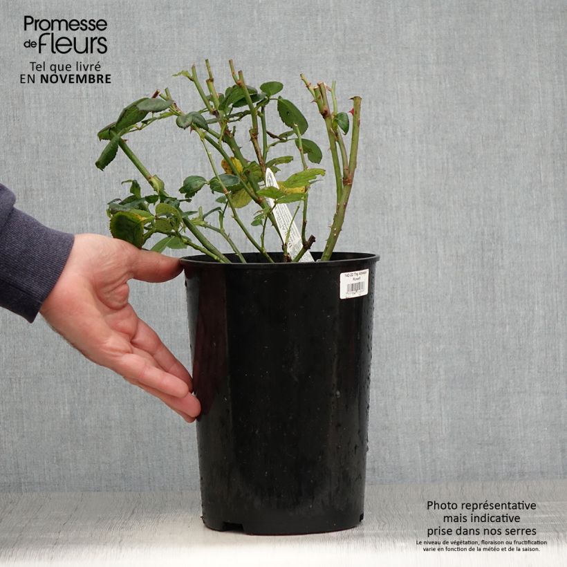 Spécimen de Rosier David Austin The Alnwick Rose Pot de 4L/5L tel que livré en automne