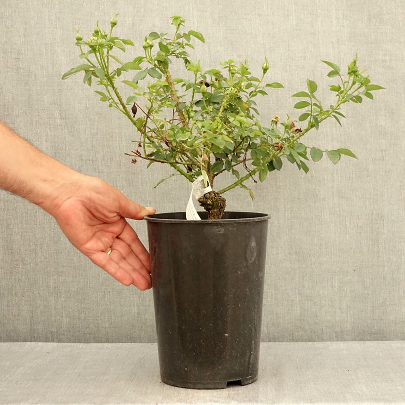 Spécimen de Rosier David Austin The Country Parson  Pot de 4L/5L tel que livré en été
