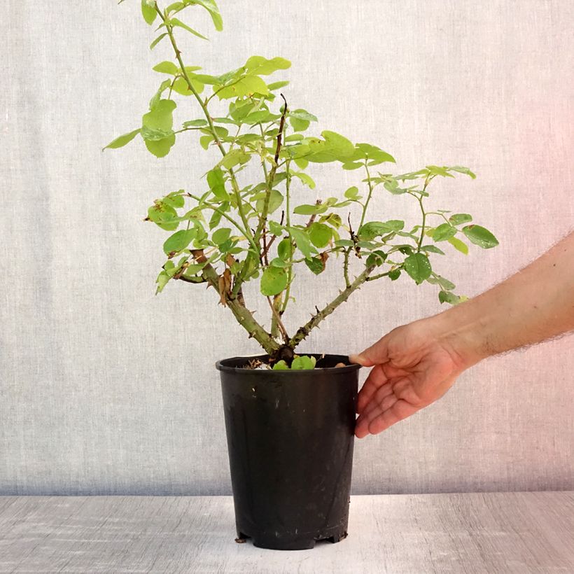 Spécimen de Rosier David Austin The Lady Gardener  Pot de 4L/5L tel que livré en été