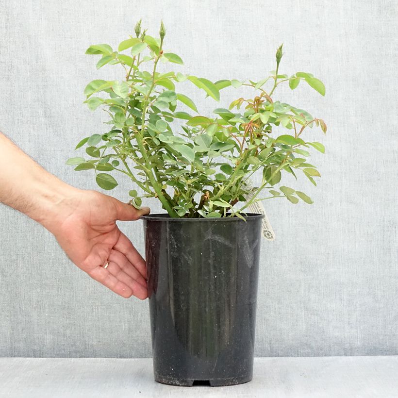 Spécimen de Rosier David Austin The Lark Ascending Pot de 4L/5L tel que livré en été