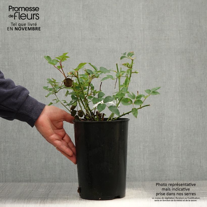 Spécimen de Rosier David Austin The Pilgrim  Pot de 4L/5L tel que livré en automne