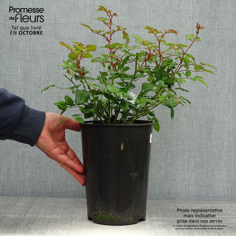 Spécimen de Rosier David Austin The Poet's Wife  Pot de 4L/5L tel que livré en automne
