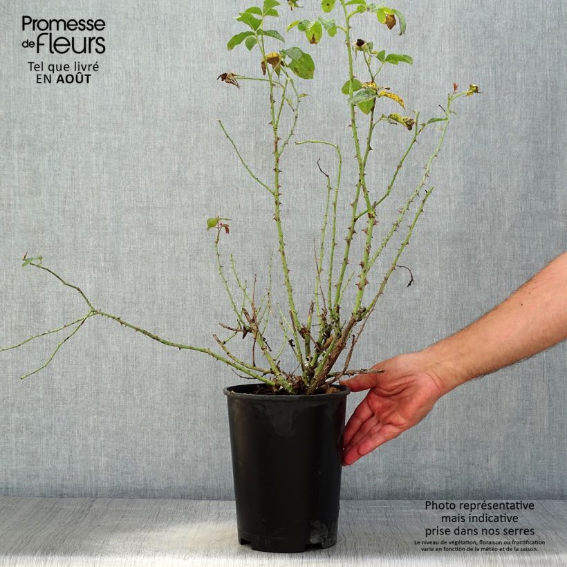 Spécimen de Rosier David Austin Thomas à Becket  Pot de 4L/5L tel que livré en été