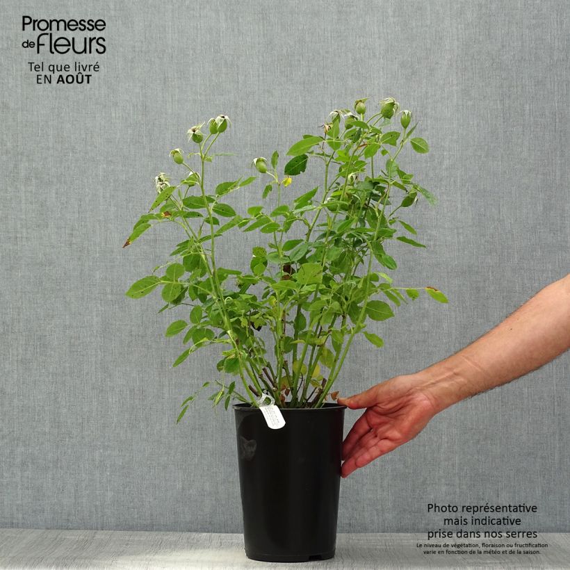 Spécimen de Rosier David Austin Tottering-by-Gently  Pot de 4L/5L tel que livré en été