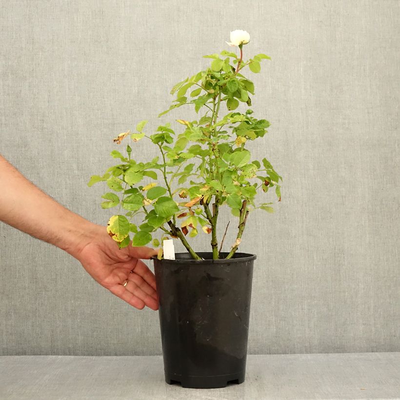 Spécimen de Rosier David Austin Tranquillity Pot de 4L/5L tel que livré en été