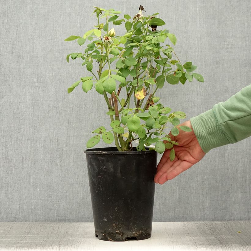 Spécimen de Rosier David Austin Vanessa Bell Pot de 4L/5L tel que livré en été