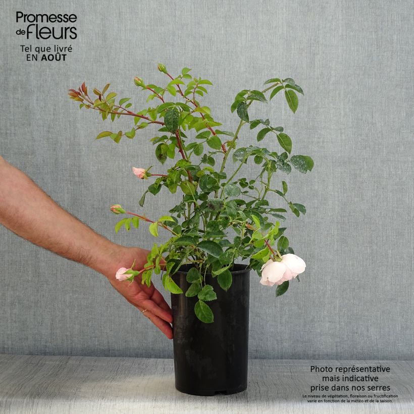 Spécimen de Rosier David Austin Wildeve Pot de 4L/5L tel que livré en été