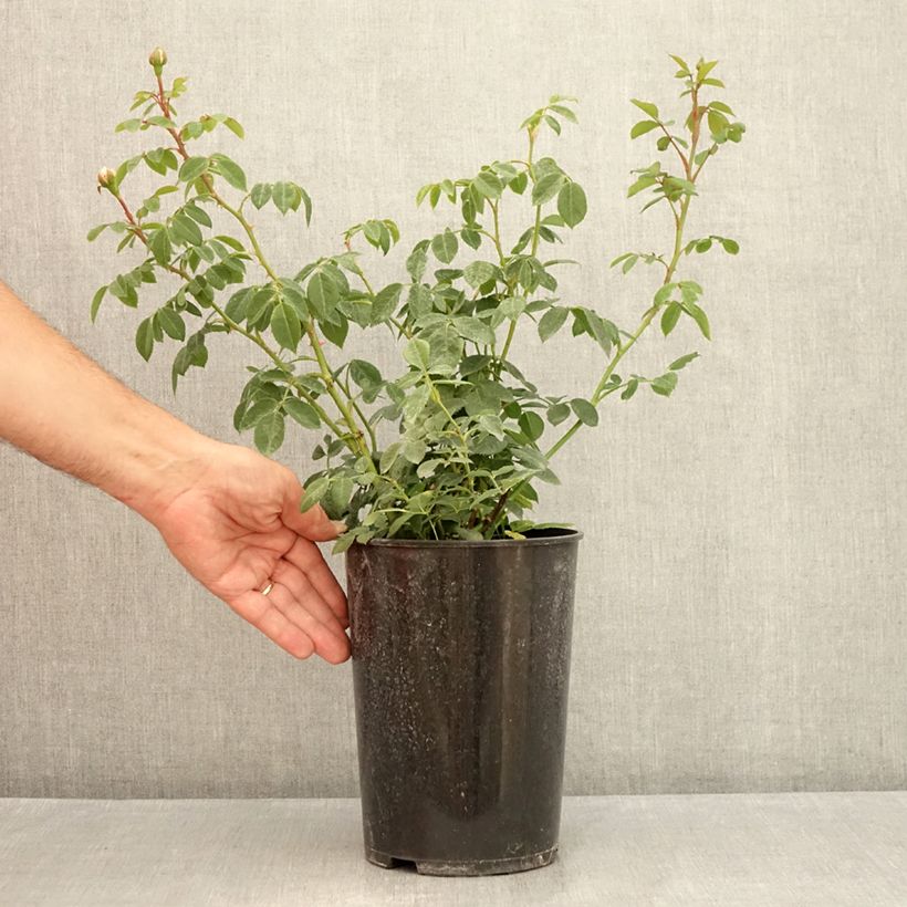 Spécimen de Rosier David Austin Wisley 2008  Pot de 4L/5L tel que livré en été