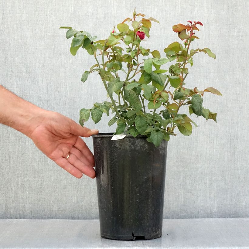 Spécimen de Rosier David Austin Young Lycidas Pot de 4L/5L tel que livré en été
