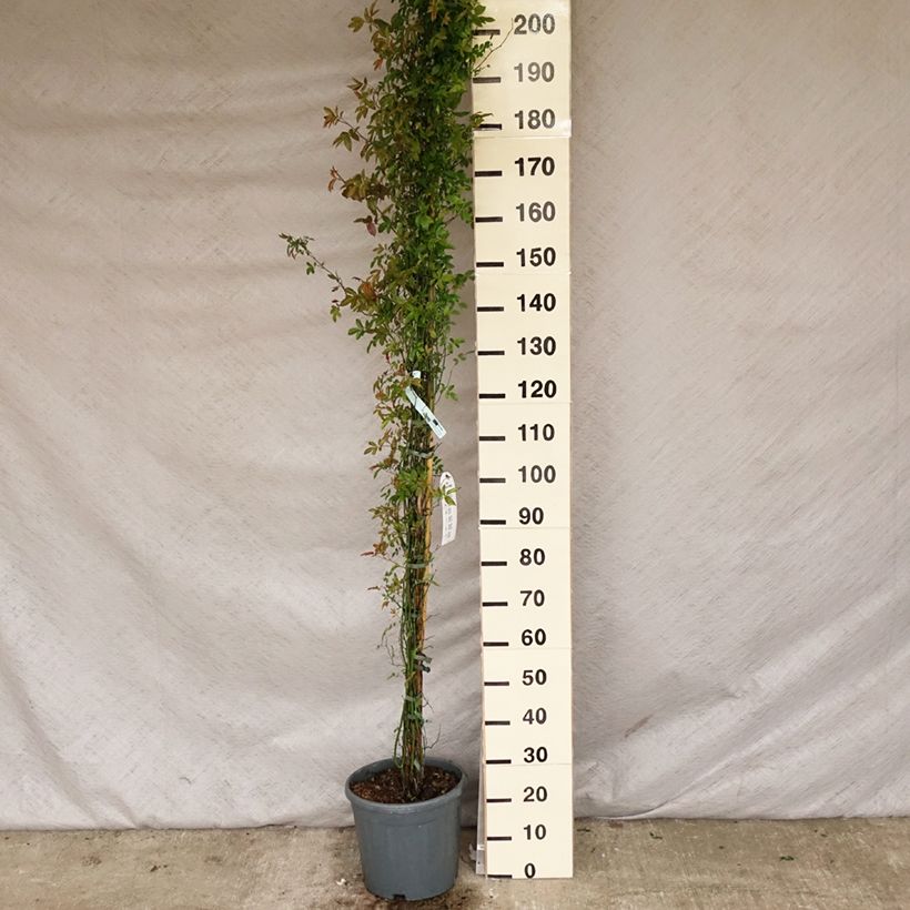 Spécimen de Rosier de Banks Alba Plena - Rosa banksiae Pot de 6L/7L, Sur propres racines (non greffé)Hauteur livrée env. 150/200cm tel que livré au printemps