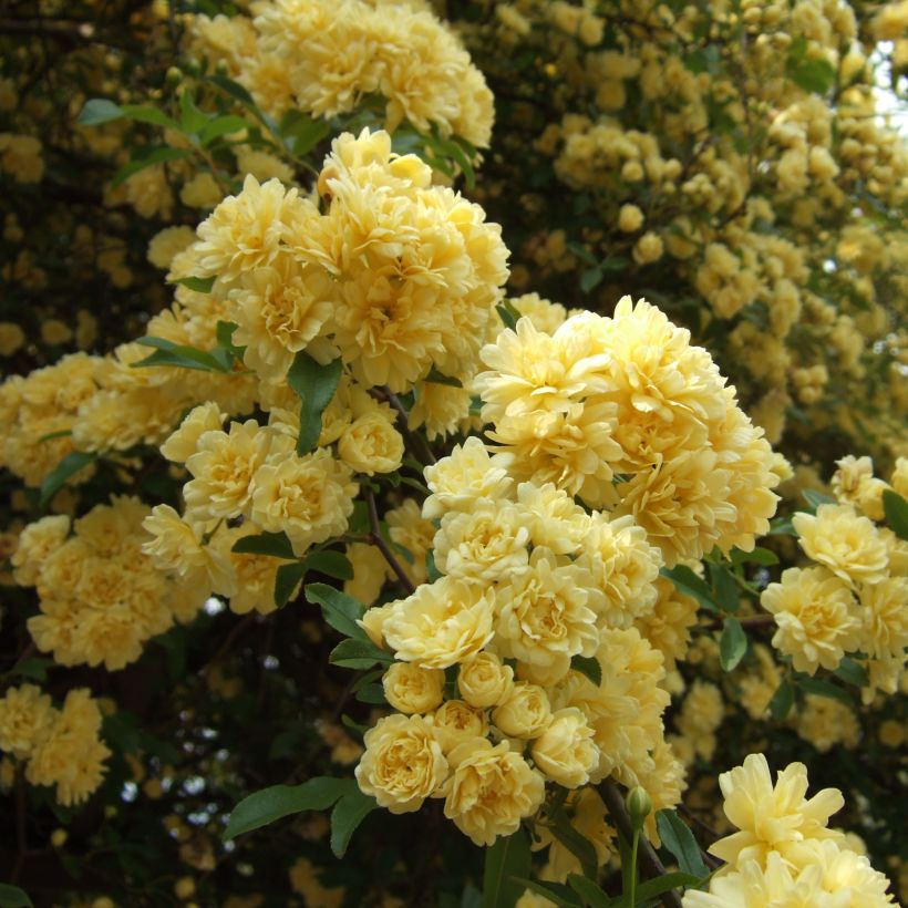 Rosier de Banks Lutea - Rosa banksiae (Floraison)