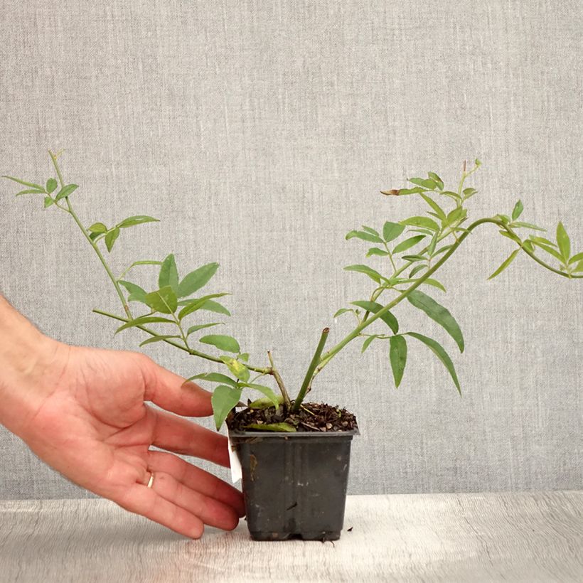 Spécimen de Rosier de Banks Lutea - Rosa banksiae Godet de 8/9 cm tel que livré en été