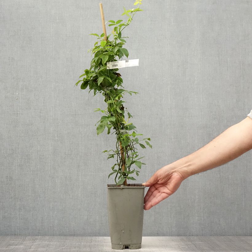 Spécimen de Rosier de Banks Lutea - Rosa banksiae Pot de 2L/3L, Sur propres racines (non greffé) tel que livré en été