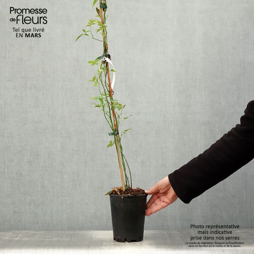 Spécimen de Rosier de Banks Lutea - Rosa banksiae Pot de 2L/3L, Sur propres racines (non greffé)Hauteur livrée env. 30/40cm tel que livré au printemps