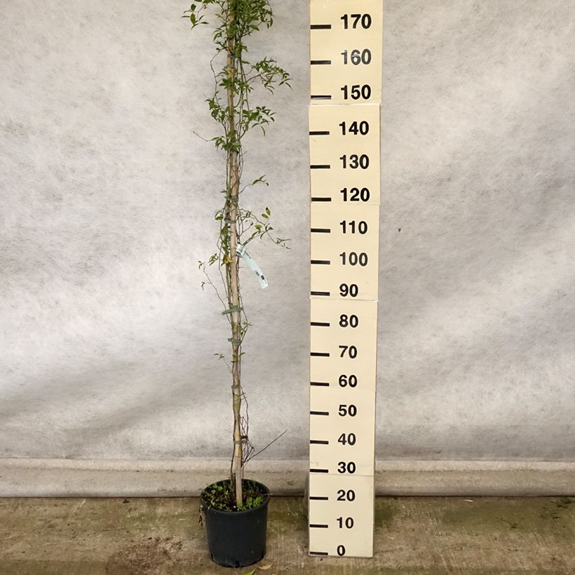 Spécimen de Rosier de Banks Lutea - Rosa banksiae Pot de 7,5L/10L tel que livré en automne
