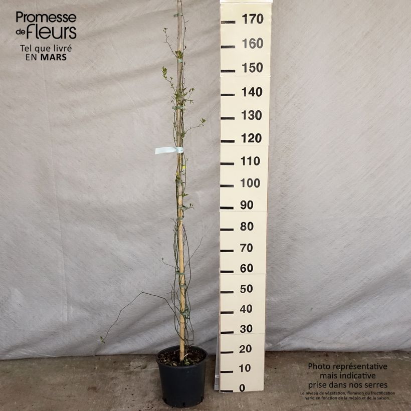 Spécimen de Rosier de Banks Lutea - Rosa banksiae Pot de 6L/7LHauteur livrée env. 150/200cm tel que livré au printemps