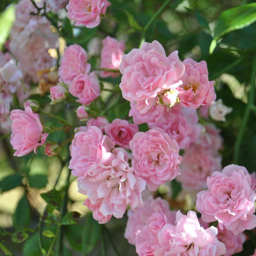 Rosier de Banks Rosea - Rosa banksiae  (Floraison)