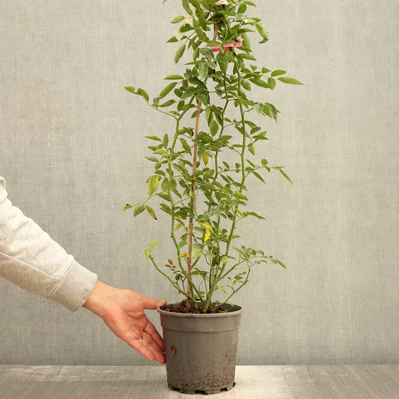 Spécimen de Rosier de Banks Rosea - Rosa banksiae  Pot de 2L/3L, Sur propres racines (non greffé) tel que livré en automne