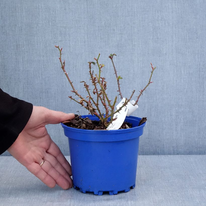 Spécimen de Rosier Decorosier Baia Pot de 2L/3L tel que livré en hiver
