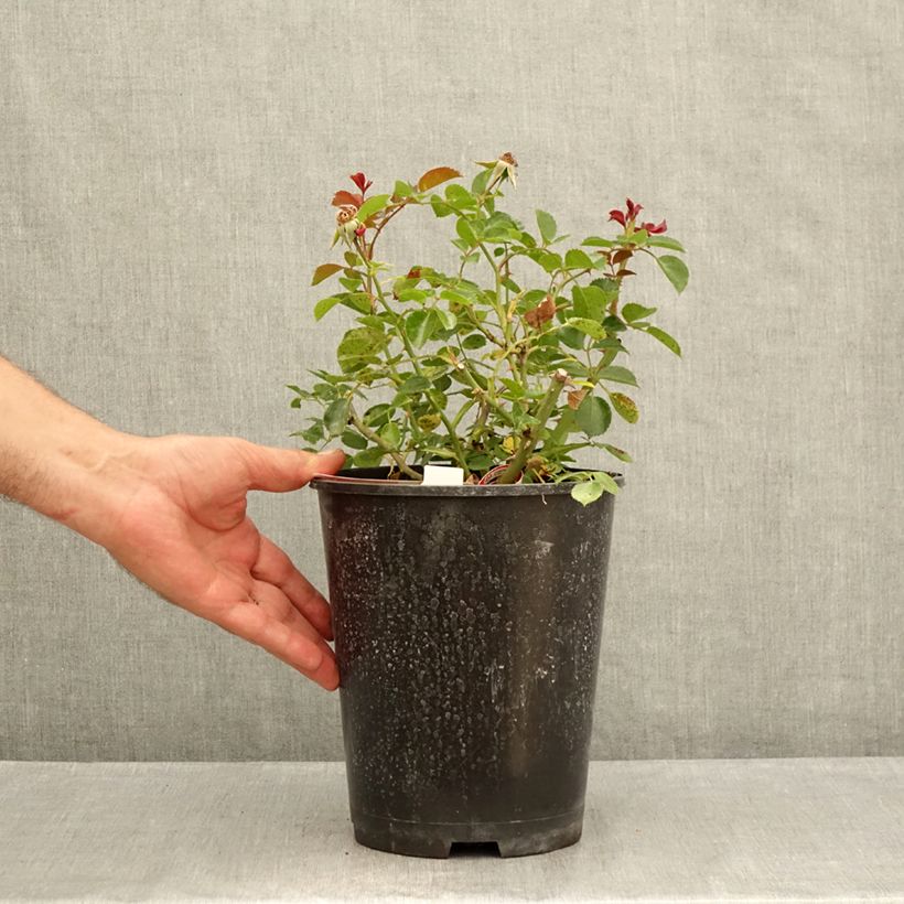 Spécimen de Rosier Décorosier New Vesuvia Pot de 2L/3L tel que livré en été