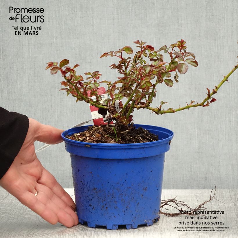 Spécimen de Rosier Décorosier New Vesuvia Pot de 2L/3L tel que livré au printemps