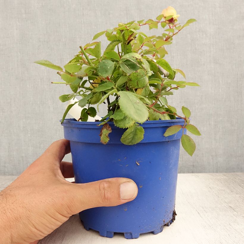 Spécimen de Rosier Decorosier Soleya Pot de 2L/3L tel que livré en été