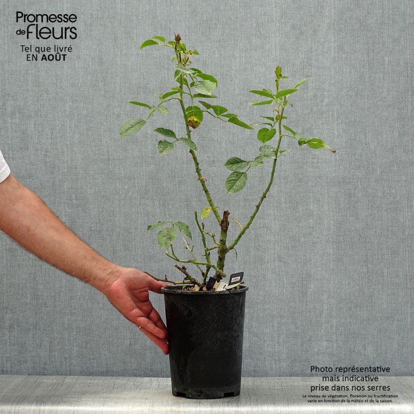 Spécimen de Rosier Décorosiers Amber Voluptia  Pot de 4L/5L tel que livré en été