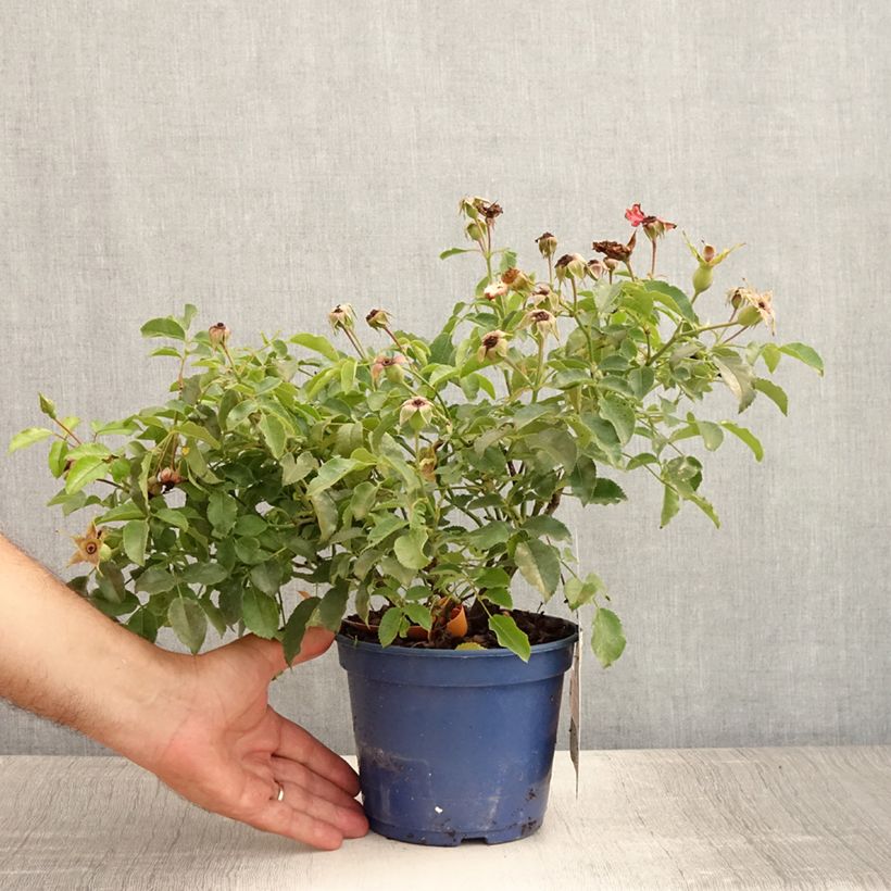 Spécimen de Rosier Décorosiers Calizia Pot de 2L/3L tel que livré en été