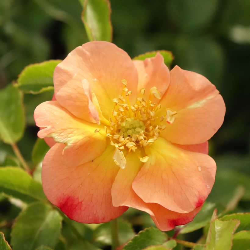 Rosier Décorosiers Calizia (Floraison)