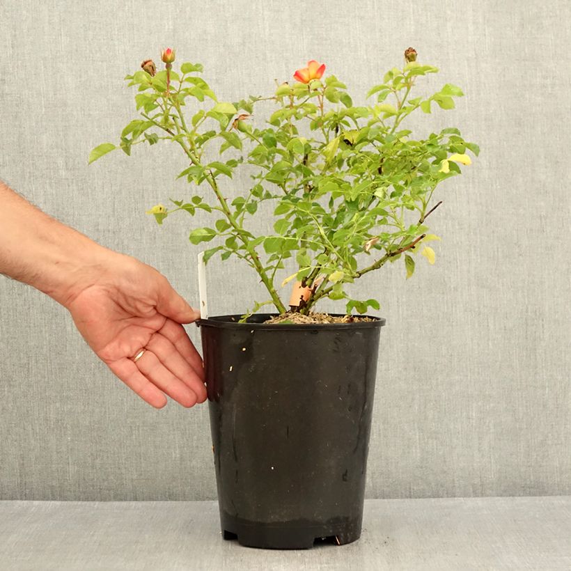 Spécimen de Rosier Décorosiers Calizia Pot de 4L/5L tel que livré en été