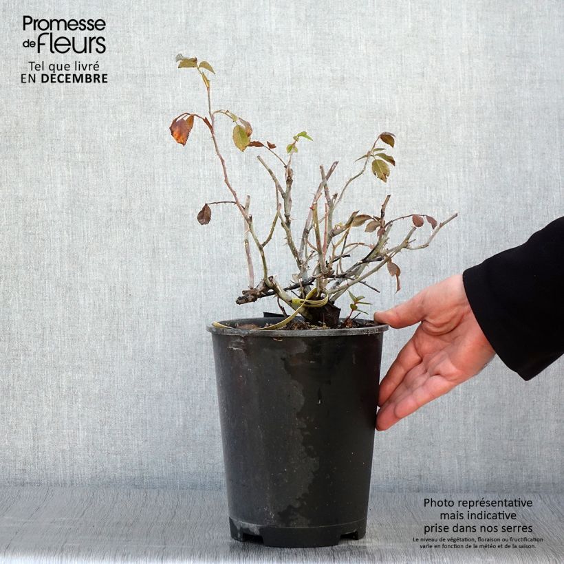 Spécimen de Rosier Décorosiers Celina Pot de 4L/5L tel que livré en automne