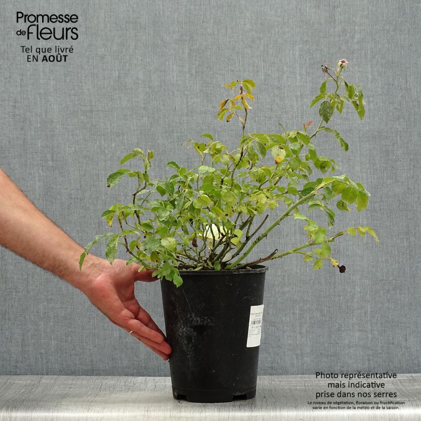 Spécimen de Rosier Décorosiers Celina Pot de 4L/5L tel que livré en été