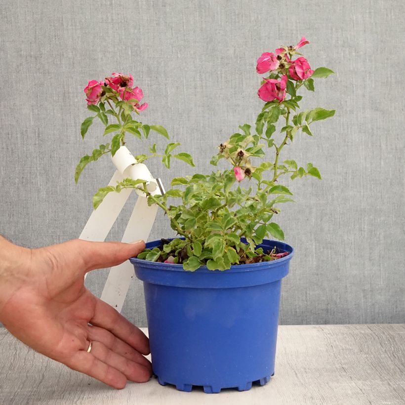 Spécimen de Rosier Décorosiers EMERA Pot de 2L/3L tel que livré en été